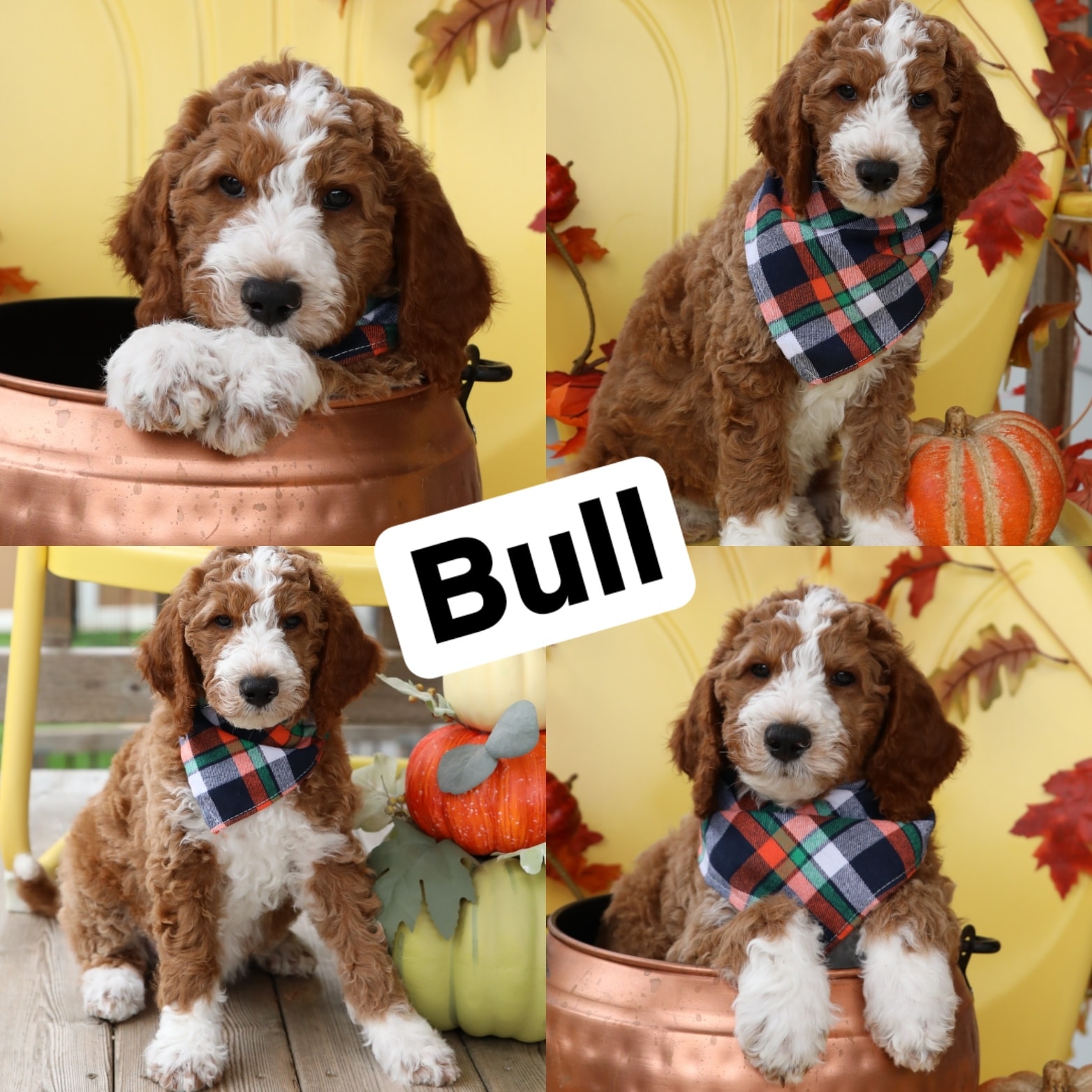 Bull — Mini Goldendoodle puppy collage