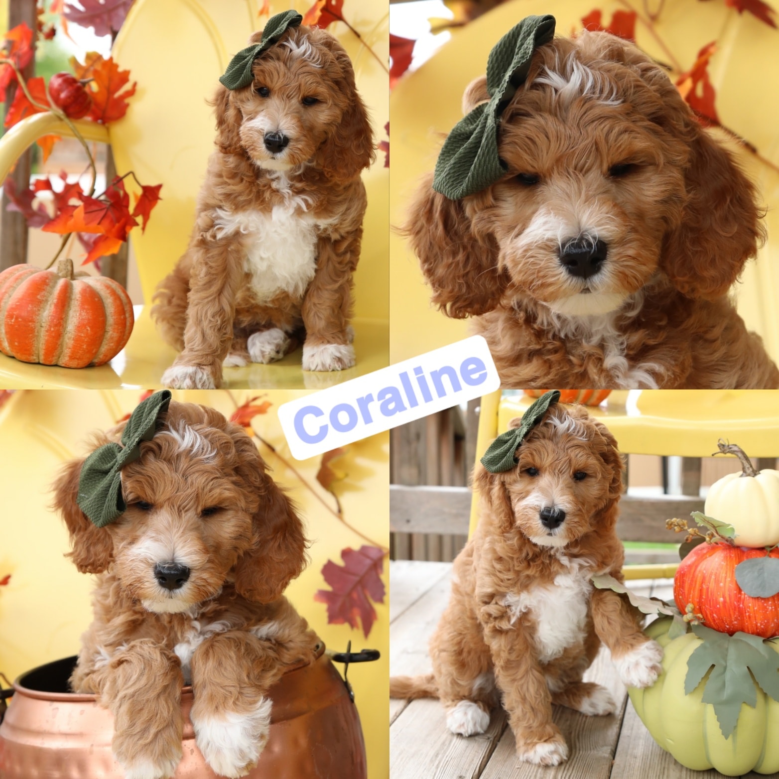 Coraline — Mini Goldendoodle puppy collage