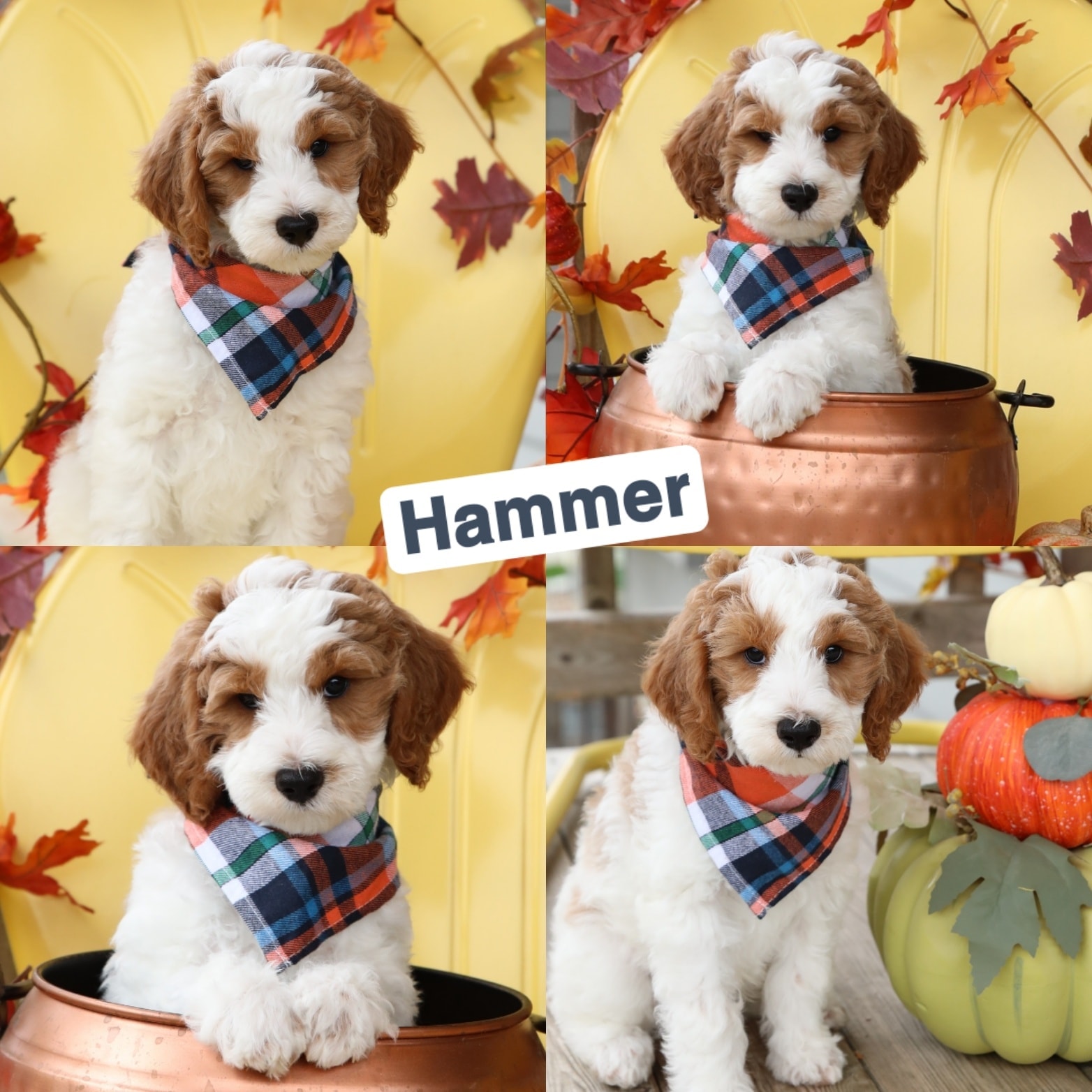 Hammer — Mini Goldendoodle puppy collage