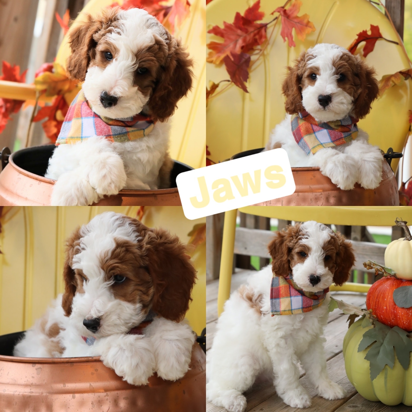 Jaws — Mini Goldendoodle puppy collage